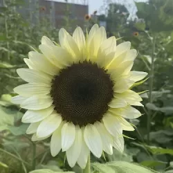 Amor por los girasoles