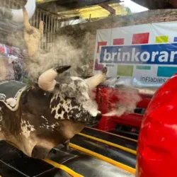 Renta de Toro mecanico