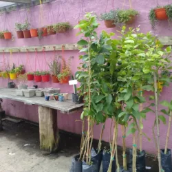 Vivero Baden Baden