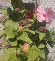 Juguetes Regalos Fantasía y Mercería Mago