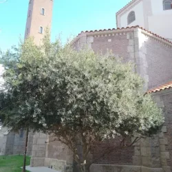 Suardi