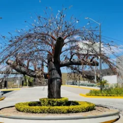 Airapí Memorial Park | Casa Funeraria en Querétaro