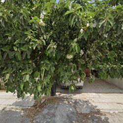 Lavandería Lantana