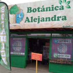 Botánica Alejandra Rosarito B. C..