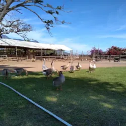 Rancho bugambilia