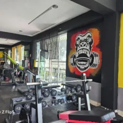 Animal Gym