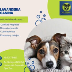 PET LAUNDRY "lavandería canina"