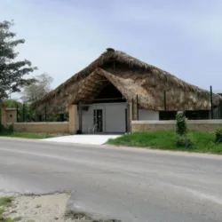 PALAPA CACTUS