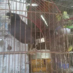 Retaceria Y Merceria Aristogatos.