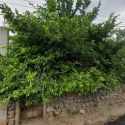 Renta de Inflables
