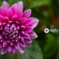 Digito Uno | Agencia Digital