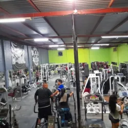 Animal Gym