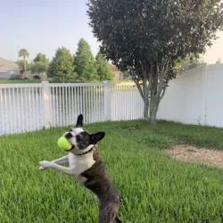 Grass Monkey Pest Control