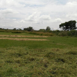 Lavartex
