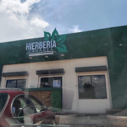 HIERBERIA CANANEA