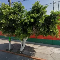 Merceria Violeta