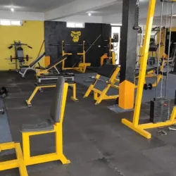 Monkeys Gym