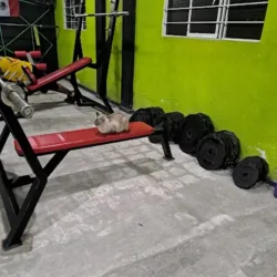 psicosis gym