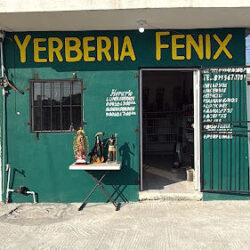 Hierberia fenix