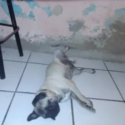 Inflables Amigos