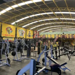 GIMNASIO LIVE FIT ORO