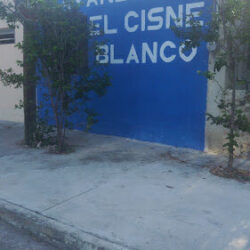 El cisne blanco