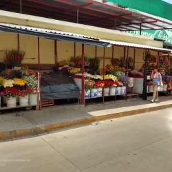 Mercado Tonala venta de platano