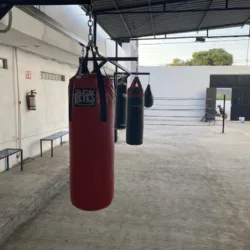 Boxing Pitbull