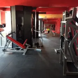 Animal Gym