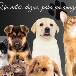 Crematorio Salas pets