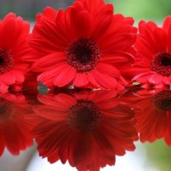 Accyflor Nogales