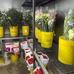 Accyflor Tijuana Mariano
