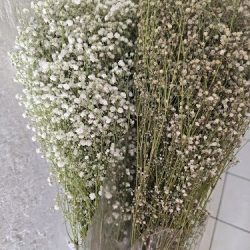 Accyflor Vallarta