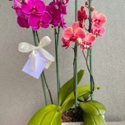 Amara Boutique De Flores