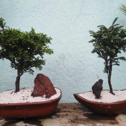 Arte Bonsai Otomí