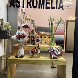 Astromelia Fl