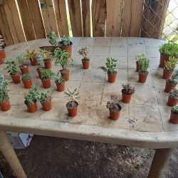 Beyas Plantas