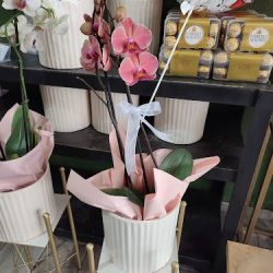 Bodega De Flores Dreams