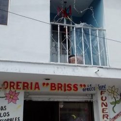 "briss"