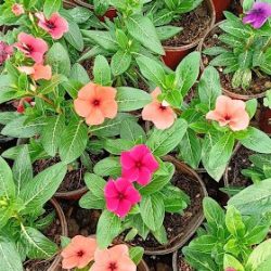 Campamento De Las Flores