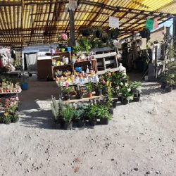 Casa De Las Plantas