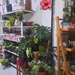 Casa Verde Regalando Vida