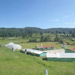 Ccdi San Bernardino De Milpillas Chico - Cdi Durango
