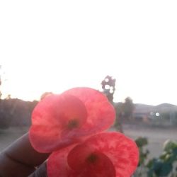 Creaciones Y Floristeria Vianem