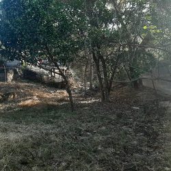 Cuapinolito