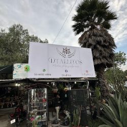 D Tallitos; Plantas Y Flores
