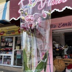 Da’flores