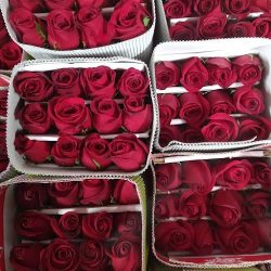 Distribuidora De Flor Cd Juarez Proflor