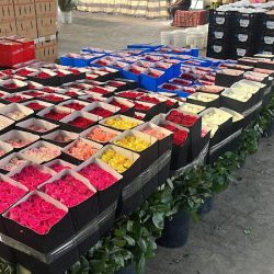 Distribuidora De Flores Los Chentes