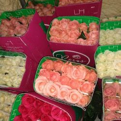 Distribuidora Golden Rose